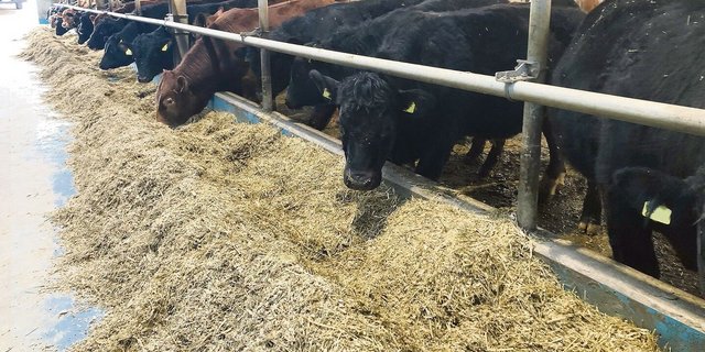 An die UFA-Toro-Tagung zog es so viele Teilnehmer wie nie zuvor. Erfreuliche Preise, das Immunloch der Tränker und ein Betriebsbesuch in Laupersdorf SO bei Familie Probst waren Teile davon.