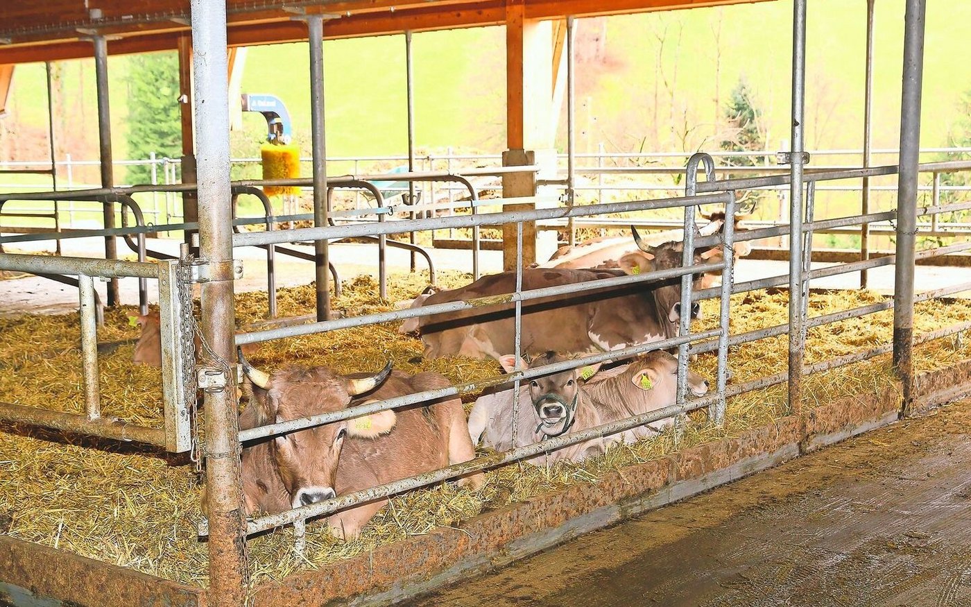 Die Kälber sind dank der muttergebundenen Aufzucht vital und gesund. Auch arbeitstechnisch sieht Willi Ambauen viele Vorteile.