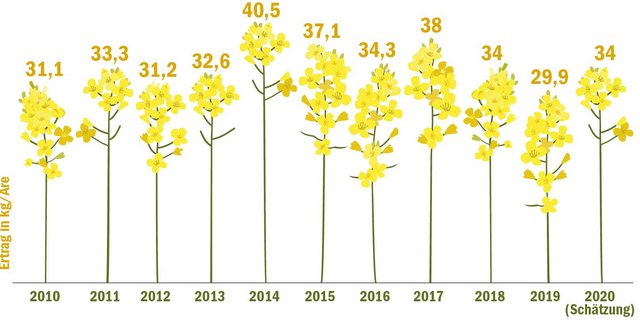 Der grösste Teil der Rapsernte ist eingefahren. Mit geschätzten 34 kg Ertrag je Are könnte die Ernte besser ausfallen als im vergangenen Jahr. (Grafik BauZ, Quelle Umfrage BauZ)