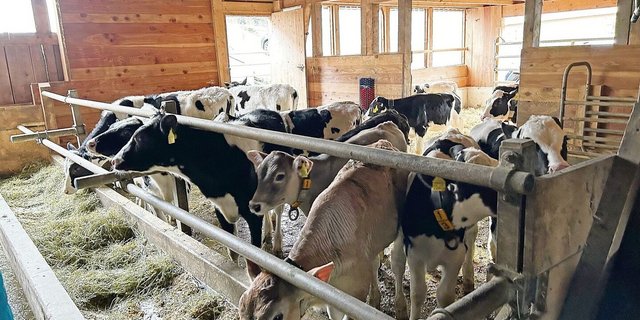 Beim Zukauf von Tieren unbedingt auf den BVD-Status achten und keine gesperrten Tiere in den Bestand aufnehmen.