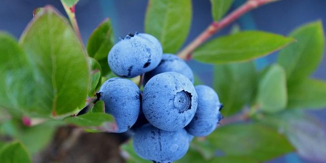 Die Kultur-Heidelbeere stammt ursprünglich von der nordamerikanischen Wildform ab. Im Gegensatz zur Wald-Heidelbeere färbt die Kultur-Heidelbeere die Zunge nicht blau. (Bild Pixabay)