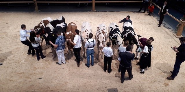 Die Emmentaler Starparde findet in der warmen Markthalle Burgdorf BE statt. (Bilder Simone Barth)