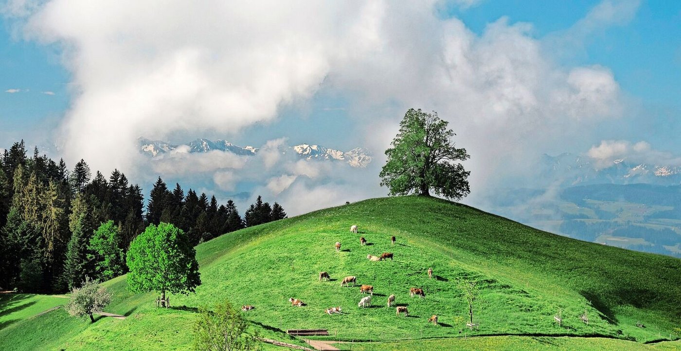 Die Tierverkehrsdatenbank beschäftigt sich am meisten mit der Tierkategorie Rindvieh. Andere Tierkategorien sind weniger stark vertreten.