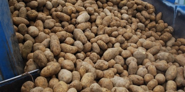 Wegen der anhaltenden Regenfälle ist die Kartoffelernte schwierig. (Bild BauZ)