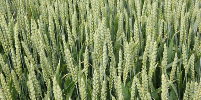 Swiss Granum empfiehlt die Winterweizensorten Piznair, Diavel und Cadlimo für die Ernte 2021. (Bild Agroscope)