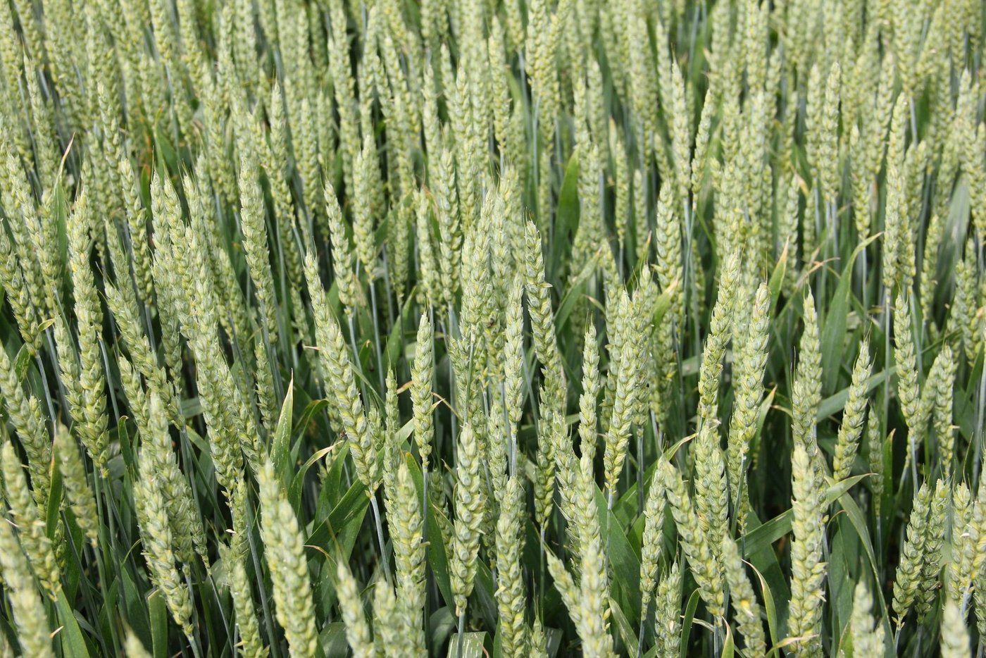 Swiss Granum empfiehlt die Winterweizensorten Piznair, Diavel und Cadlimo für die Ernte 2021. (Bild Agroscope)