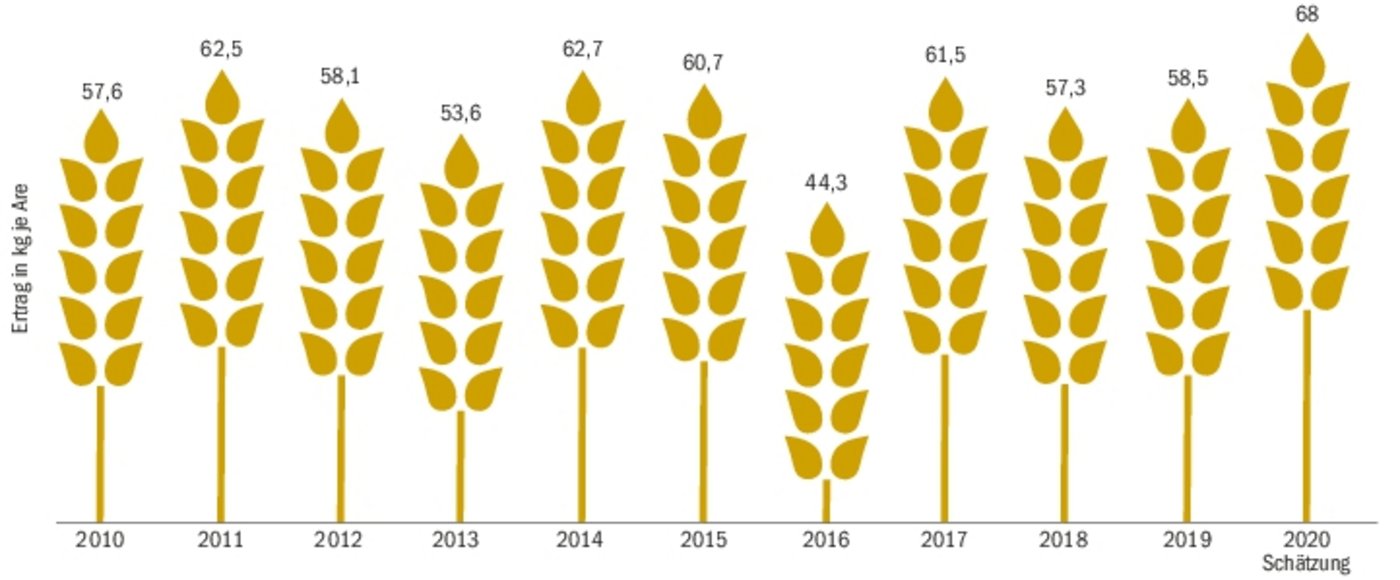 Nach einer Umfrage der BauernZeitung bei den Getreidesammelstellen zeigt sich: 2020 ist ein Top-Jahr für Weizen. Im Vergleich zum letzten Jahr fällt die Ernte mit durchschnittlich 68 kg pro Are um knapp 10 kg/Are höher aus. (Grafik Nicole Geiser, Quellen Agristat/Umfrage BauZ)