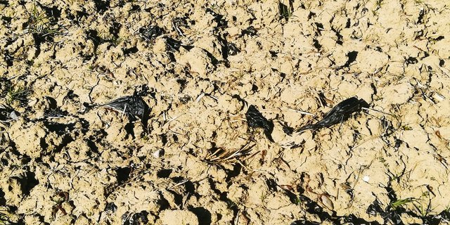 Damit sich die Bio-Mulchfolie im Boden richtig abbauen kann, muss sie direkt nach der Ernte in den Boden eingearbeitet werden. (Bild zVg)