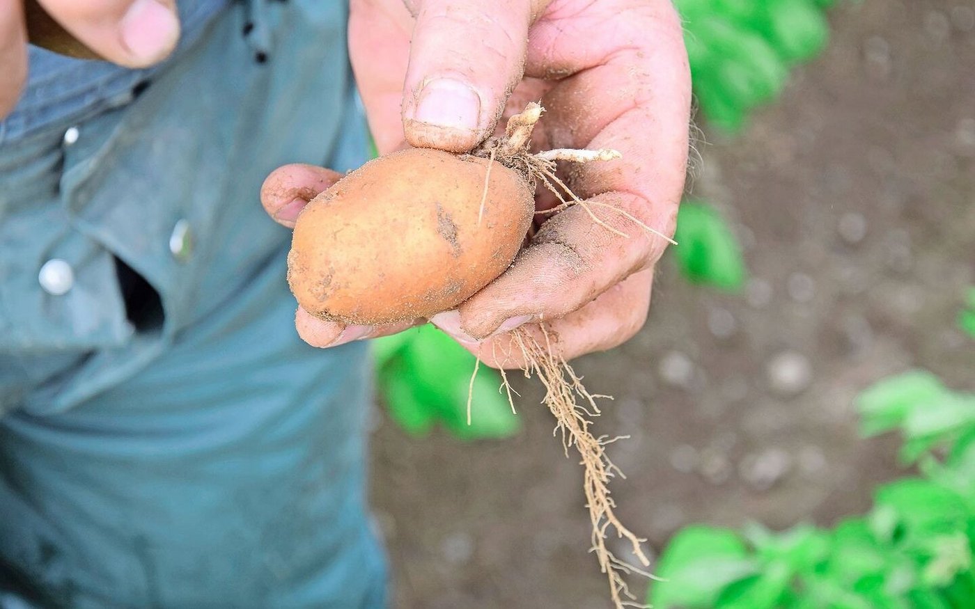 Pro Grad Temperaturerhöhung könne der Ertrag um knapp 15 % sinken, pro 1 mm weniger Regen um 0,03 t/ha. 