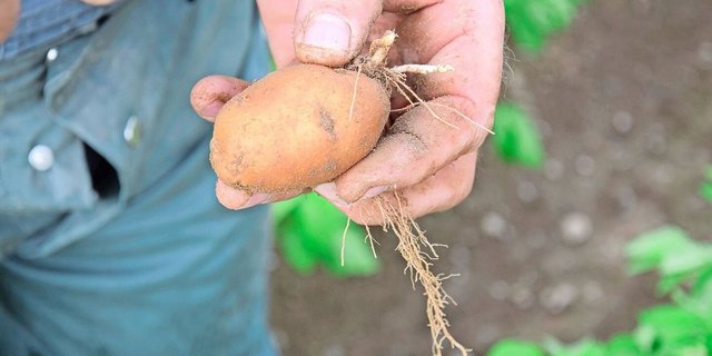 Pro Grad Temperaturerhöhung könne der Ertrag um knapp 15 % sinken, pro 1 mm weniger Regen um 0,03 t/ha. 