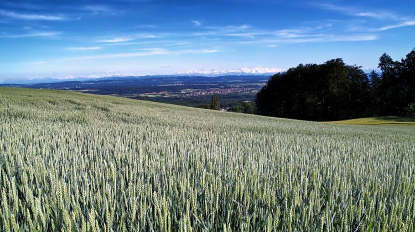 Es gibt immer mehr grosse Betriebe: 2018 entfielen auf die Betriebe mit mehr als 30 Hektaren 47% der landwirtschaftlichen Nutzfläche (496 100 ha). Zum Vergleich: 1980 waren es 14%. (Bild Pixabay)