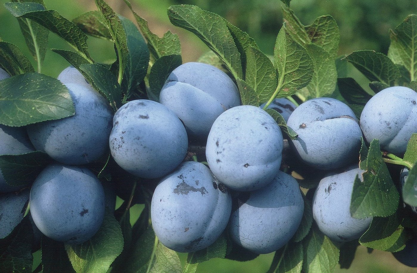 Auf über 322 Hektaren werden in der Schweiz Zwetschgen angebaut. (Bild zVg)