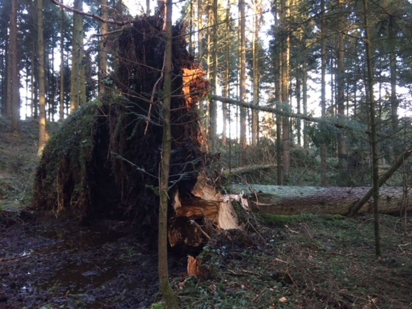 Sturmschäden im Meggerwald bei Meggen LU. (Bild Josef Scherer)
