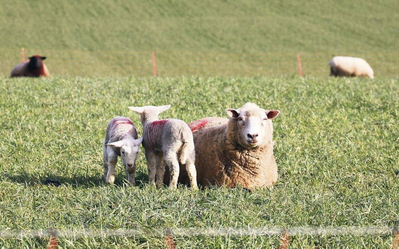 Damit Aue und Lamm nach der Geburt fit sind, kann bereits in den letzten Trächtigkeitsmonaten einiges unternommen werden.