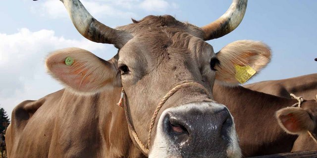 Zweite Initiative, Verordnungsweg oder gar kein Horngeld? In der Landwirtschaft sorgen die Pläne der IG Hornkuh für Diskussionen. (Bild Max Spälti/landwirtschaft.ch)