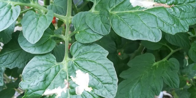 Durch ihren Frass (typische Miniergänge) kann die Tomaten-Miniermotte einen Totalausfall bei den Tomaten hervorrufen. (Bilder Heike Scholz-Döbelin, Landwirtschaftskammer NRW)