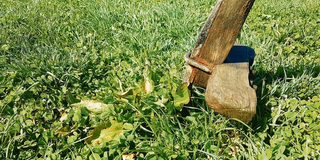 Schöner wäre das Arbeiten ohne Steine und ohne Blacken.	(Bild Benno Jungo)