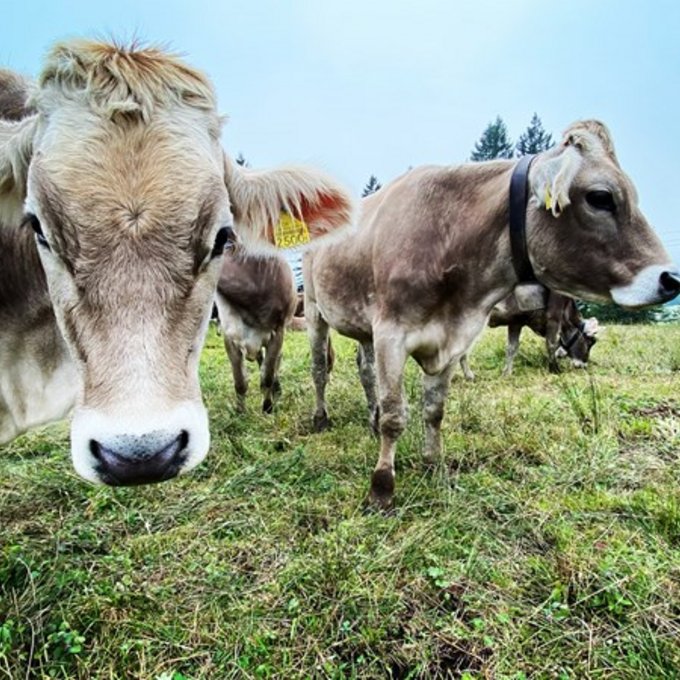 Alphyt  (Bild: Joys)