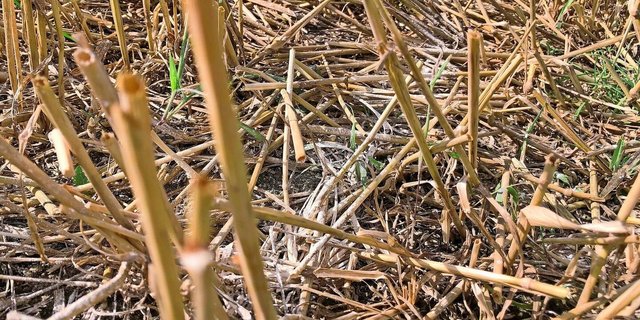 Geht es ums Aufkalken (pH-Wert erhöhen), sollte die grössere Kalkmenge über die Fruchtfolge aufgeteilt werden.