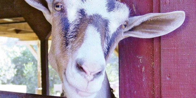 Das Unternehmen Redwood Hill hält unter anderem 300 Milchgeissen. (Bild Redwood Hill/zVg)