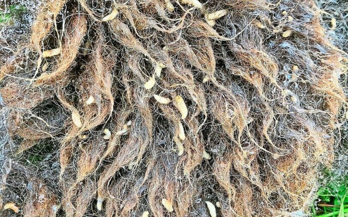 Die Goldfliege und andere Fliegenarten legen ihre Eier in das dichte Vlies der Schafe, was zu einem Madenbefall führen kann.  