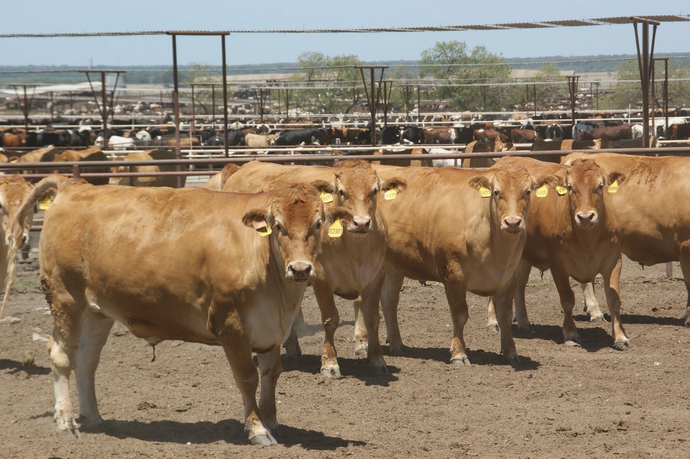 Rindviehhaltung in Texas. (Bild lid)