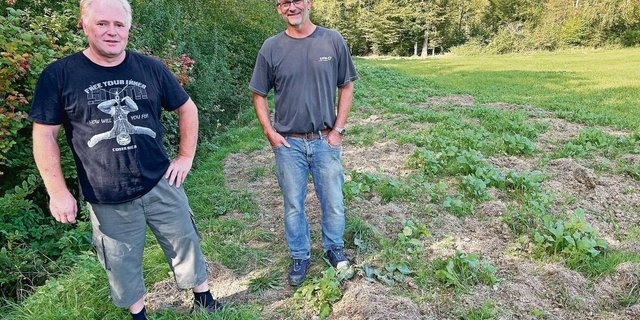 Thomas Schär (l.) und Florian Keller begutachten die grossflächigen Wühlschäden, verursacht durch Wildschweine, auf Kellers Biodiversitätsförderfläche. Diese soll künftig zu den 3,5 % Acker-BFF zählen. 