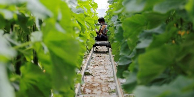 Zwischen den Gurkenstauden müssen Holzstäbchen entfernt werden, die der Pflanze das Klettern ermöglicht hatten. (Bilder lid/mg)