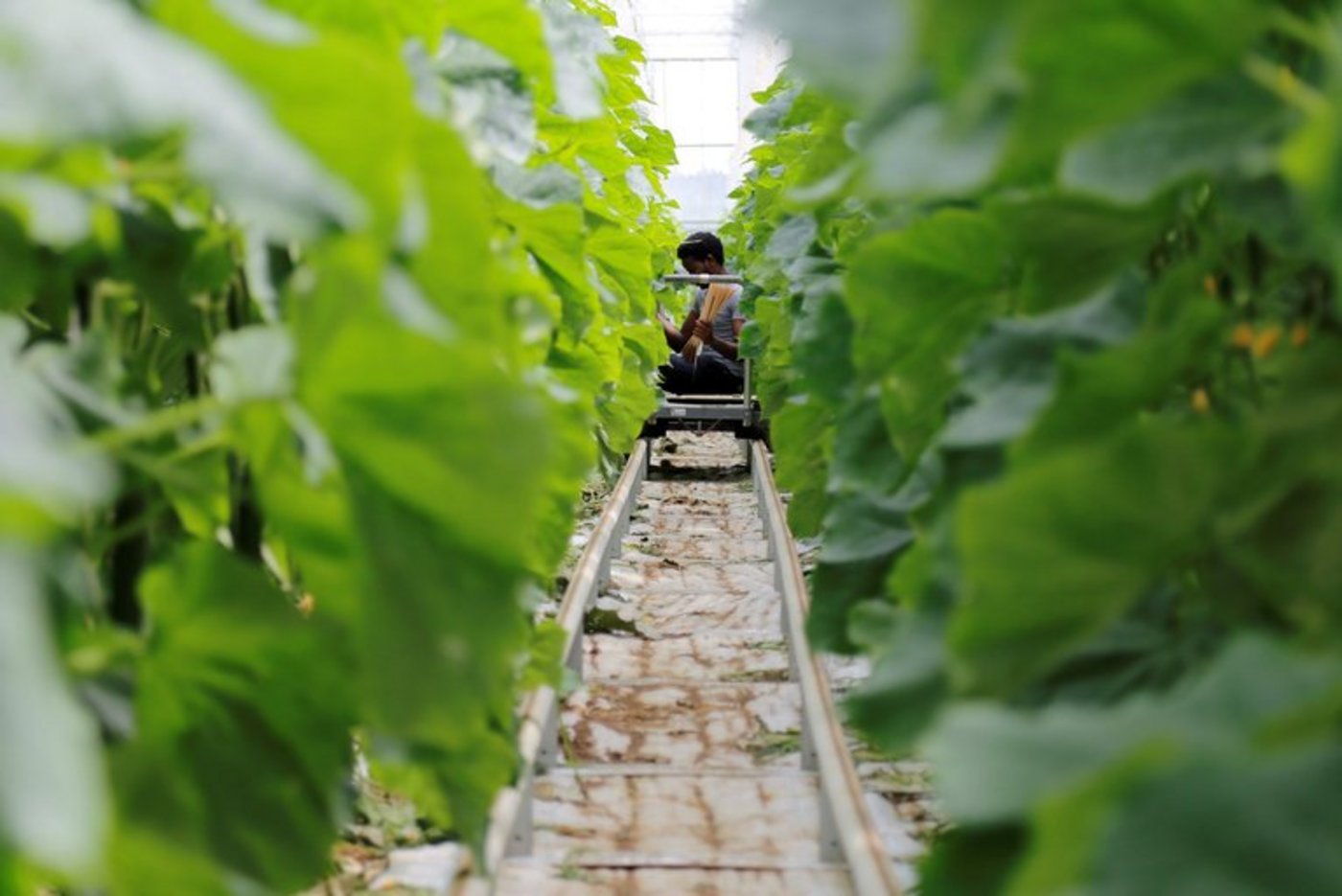 Zwischen den Gurkenstauden müssen Holzstäbchen entfernt werden, die der Pflanze das Klettern ermöglicht hatten. (Bilder lid/mg)