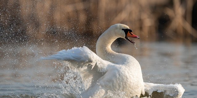 Der Schweizer Tierschutz STS kritisiert unter anderem, dass der Höckerschwan in der Schweiz nicht ausreichend geschützt werde. (Bild Pixabay)