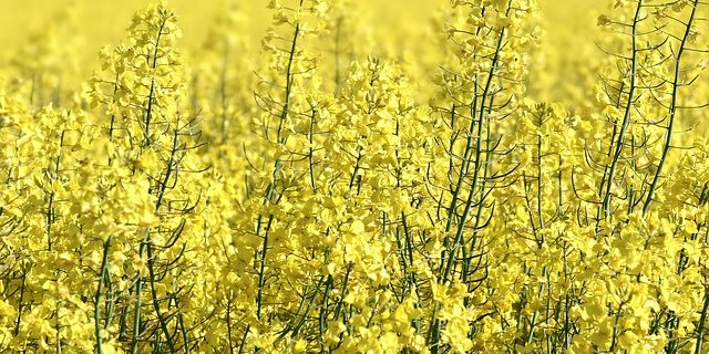 Gelb ist hier nicht gleich Gelb: in Frankreich und Deutschland wurde versehentlich Gentech-Raps gesät. (Bild Pixabay)