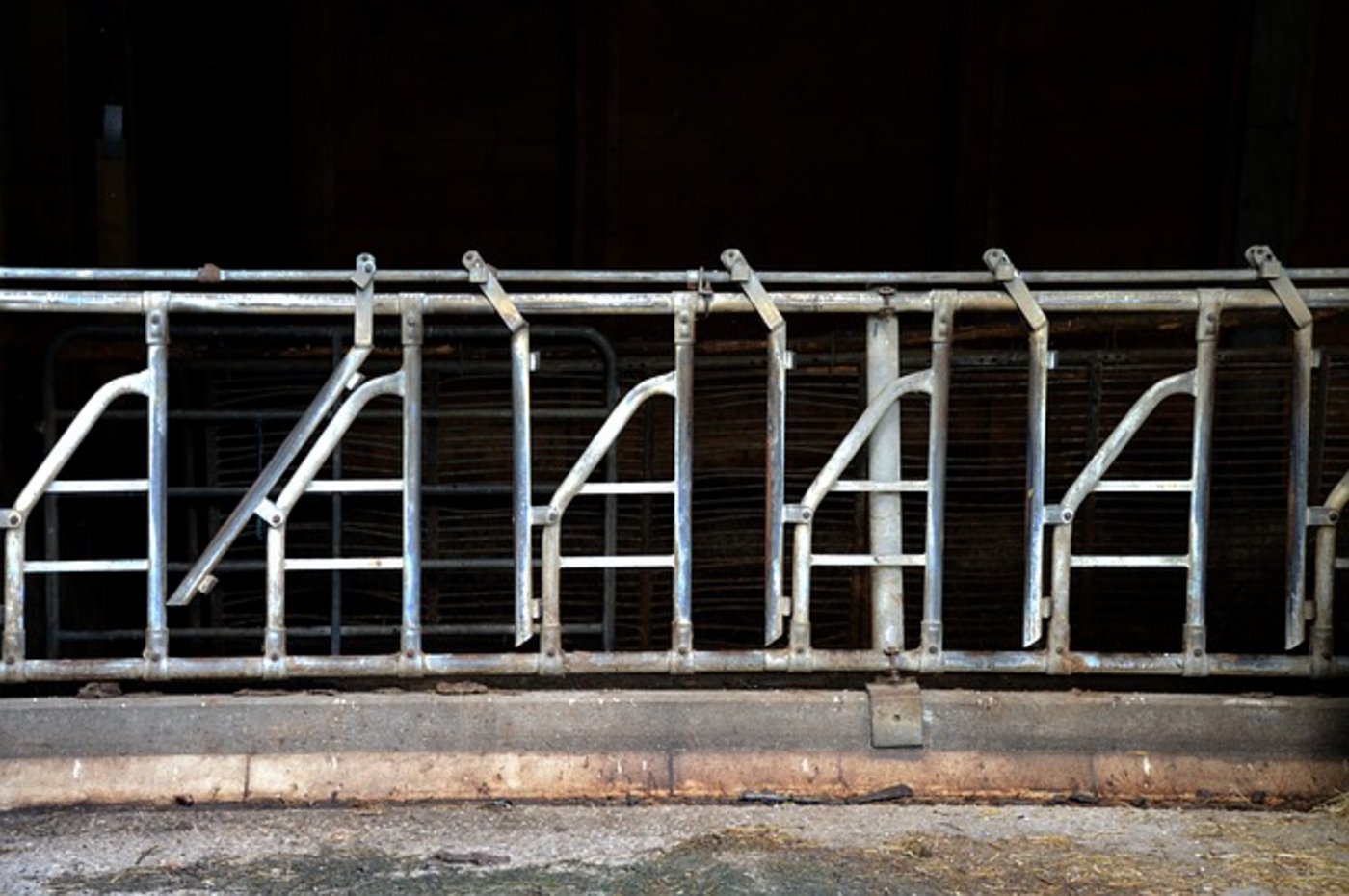 Die Initative "Keine Massentierhaltung in der Schweiz", will die Haltung von Tieren in der Schweiz verbessern. (Bild pixabay)