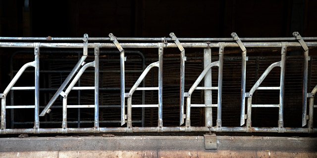 Die Initative "Keine Massentierhaltung in der Schweiz", will die Haltung von Tieren in der Schweiz verbessern. (Bild pixabay)