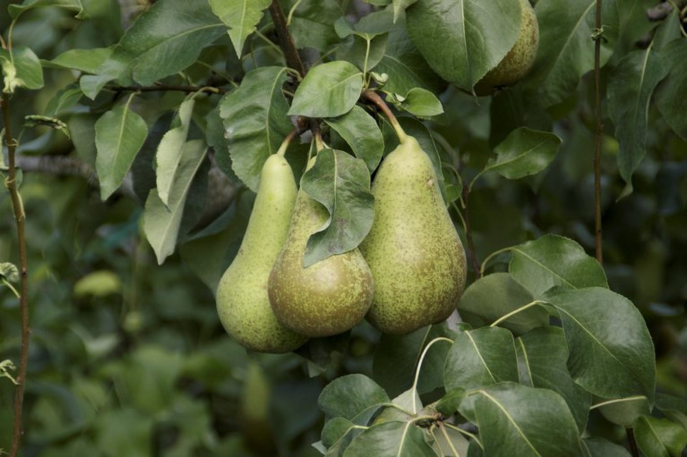 Der Schweizer Obstverband schätzt die heurige Birnenernte auf 30'460 Tonnen. (Bild lid ji)