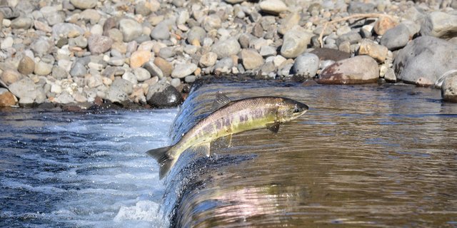 Jedes Jahr wandern wieder Hunderte von Lachse ins Rheineinzugsgebiet. (Bild Pixabay)