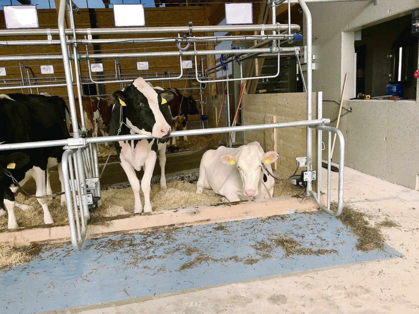 Dank dem schwarzen Hebel links an der Anbindevorrichtung kann man alle Tiere auf einmal loslassen.