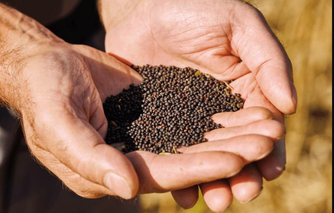 Bei der Weiterentwicklung der Rapsproduktion in der Schweiz arbeiten die Marktakteure zusammen und werden mit Beiträgen des Bundes finanziell unterstützt. (Bild Verein Schweizer Rapsöl)