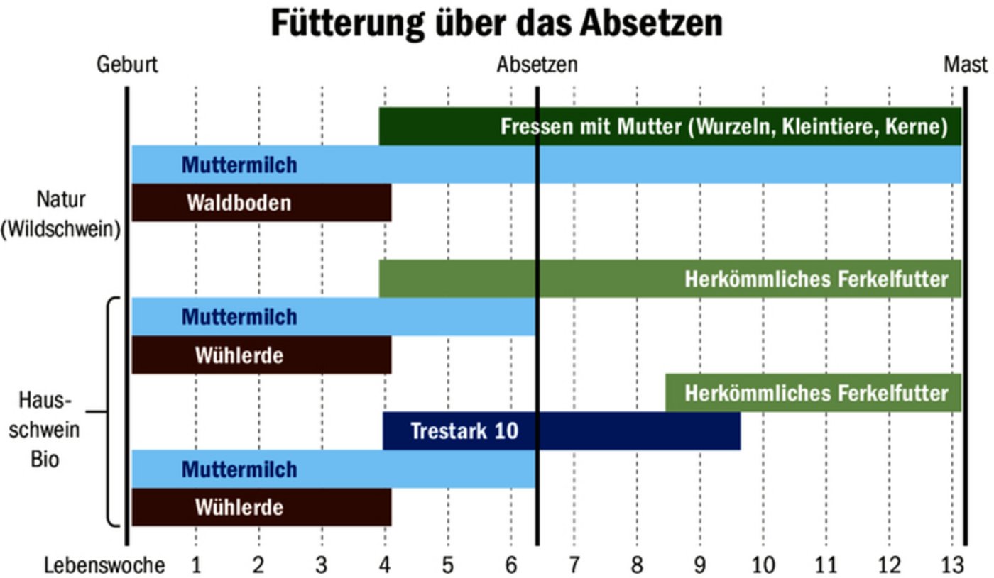 Jagerfütterung dem Wildschwein nachempfunden: Meiers setzen ihre Ferkel zuerst zwei Wochen auf «Diät», damit sich die Verdauung ohne Durchfallerkrankung auf feste Nahrung umstellen kann.