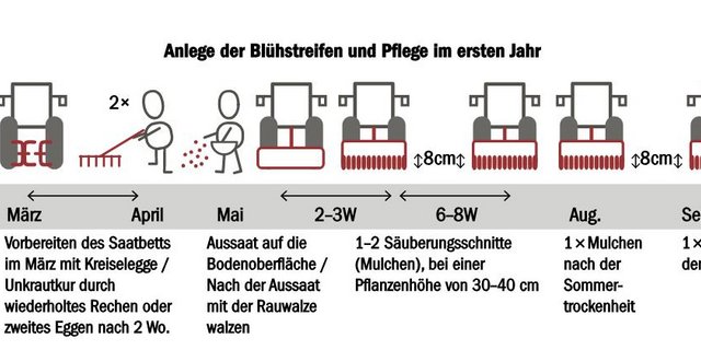 In den ersten Jahr sollte der Boden gut vorbereitet und nach der Saat regelmässig gemulcht werden. (Bild zVg)