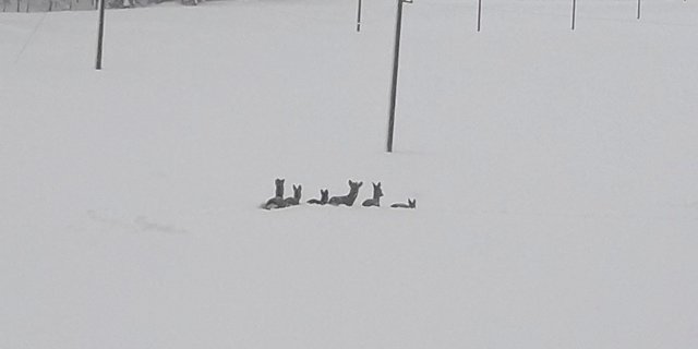 Rehe können sich im Schnee kaum noch bewegen. (Bild Toni Koch/Jagdverwaltung Appenzell Innerrhoden)