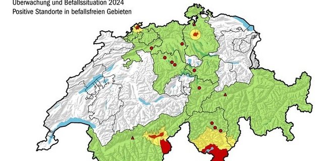 Die Japankäfer-Situation in der Schweiz. Nördlich der Alpen gibt es Befallsherde im Oberwallis, Kloten und Basel. 