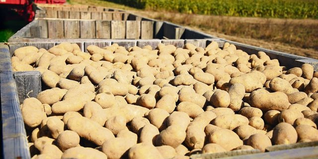 Volle Paloxen, das wünscht man sich am Ende der Anbausaison. Wie sie 2024 verlaufen wird, steht noch in den Sternen. Zum Schutz vor Extremwetter kann man aber gewisse vorbeugende Massnahmen treffen. 