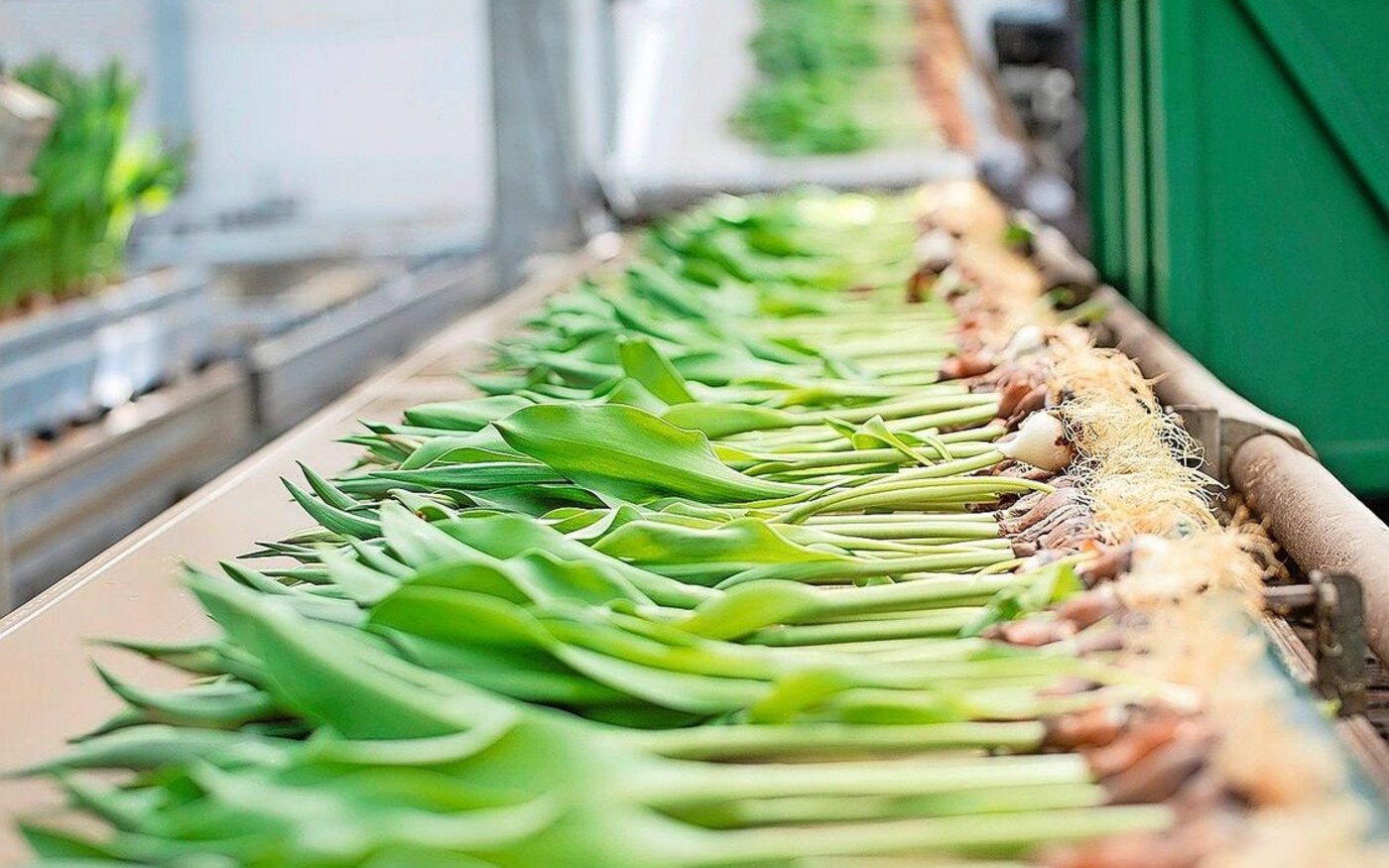 Die Tulpen werden von Hand gezupft und kommen via Fliessband zur Erntestation. Dort werden die Zwiebeln maschinell abgeschnitten.