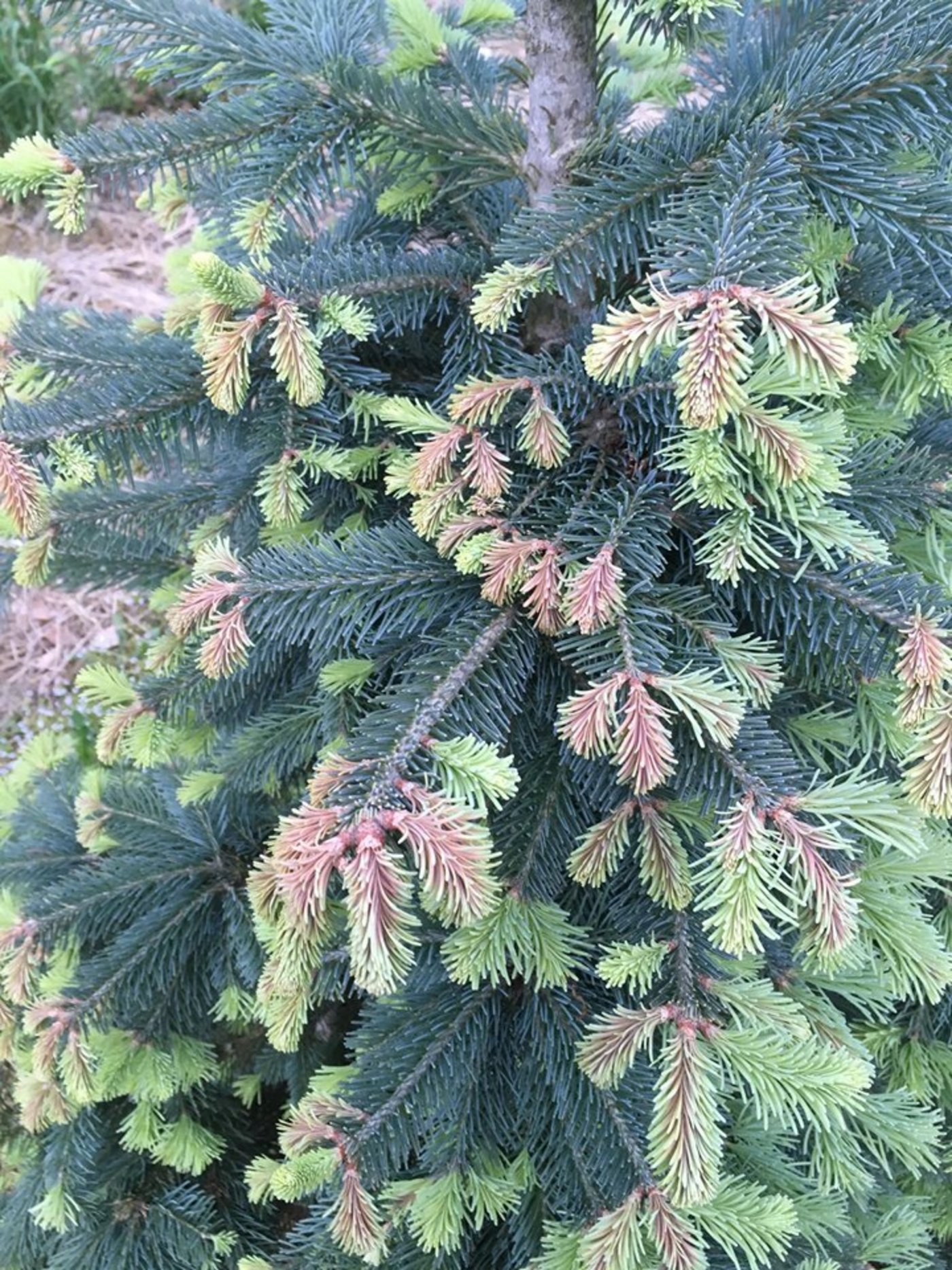 In den Frostnächten sind die grünen Neutriebe abgestorben. (Bild Facebook Luderhof)