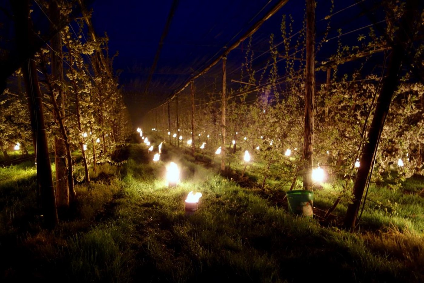 Diese Frostkerzen auf einer Luzerner Obstplantage sollen die Pflanzen vor der Kälte schützen. (Bild zVg)