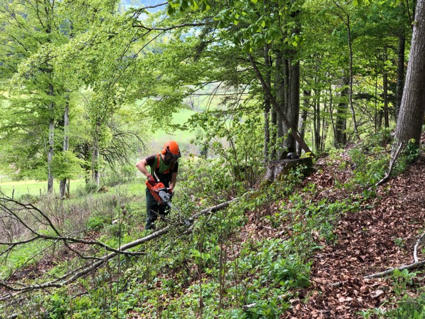 2018 sank die Menge genutztem Laubholz um fünf Prozent gegenüber dem Vorjahr. (Bild jba)