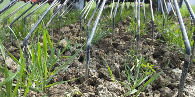 Mechanische Unkrautbekämpfungsmethoden wie z. B. der Hackstriegel können den Einsatz von Herbiziden ersetzen. Zu diesem Schluss kamen Forschende der ETH. (Bild Agroscope)