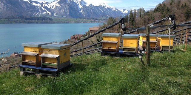 Dass nicht alle Bienenvölker den Winter unbeschadet überstehen, ist normal. Nun zeigt sich aber erstmal wieder ein Anstieg der Winterverluste. (Bild bienen.ch)