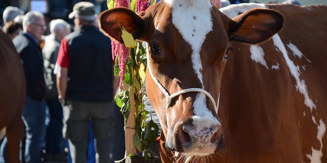  Nun steht fest, die Kühe bleiben zu Hause. Die Beständeschauen werden abgesagt. (Bild sb)