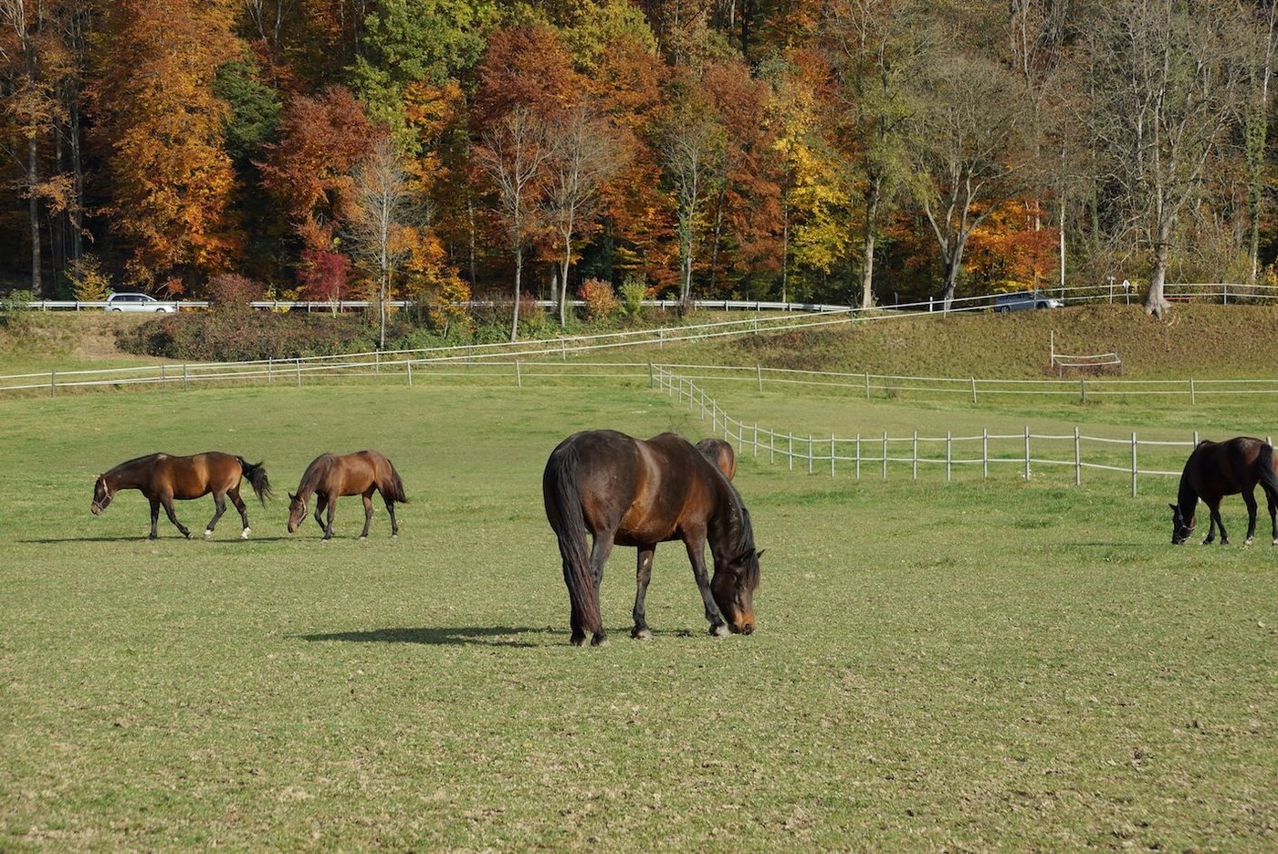 Auf dem Gründelhof in Moosleerau hat die Weide einen grossen Stellenwert. (Bild Ruth Aerni)